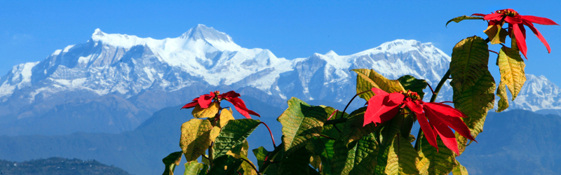 Nepal Flora